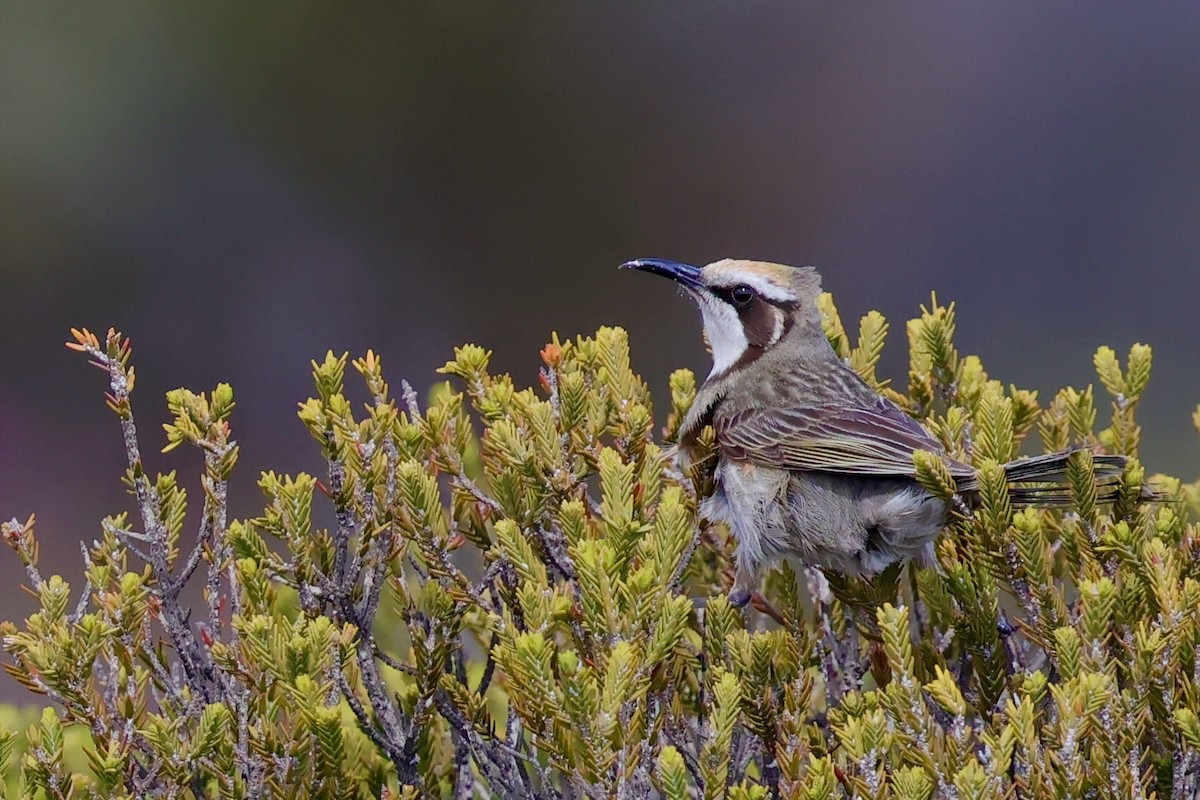 Tawny-crowned Honeyeater - ML643280041