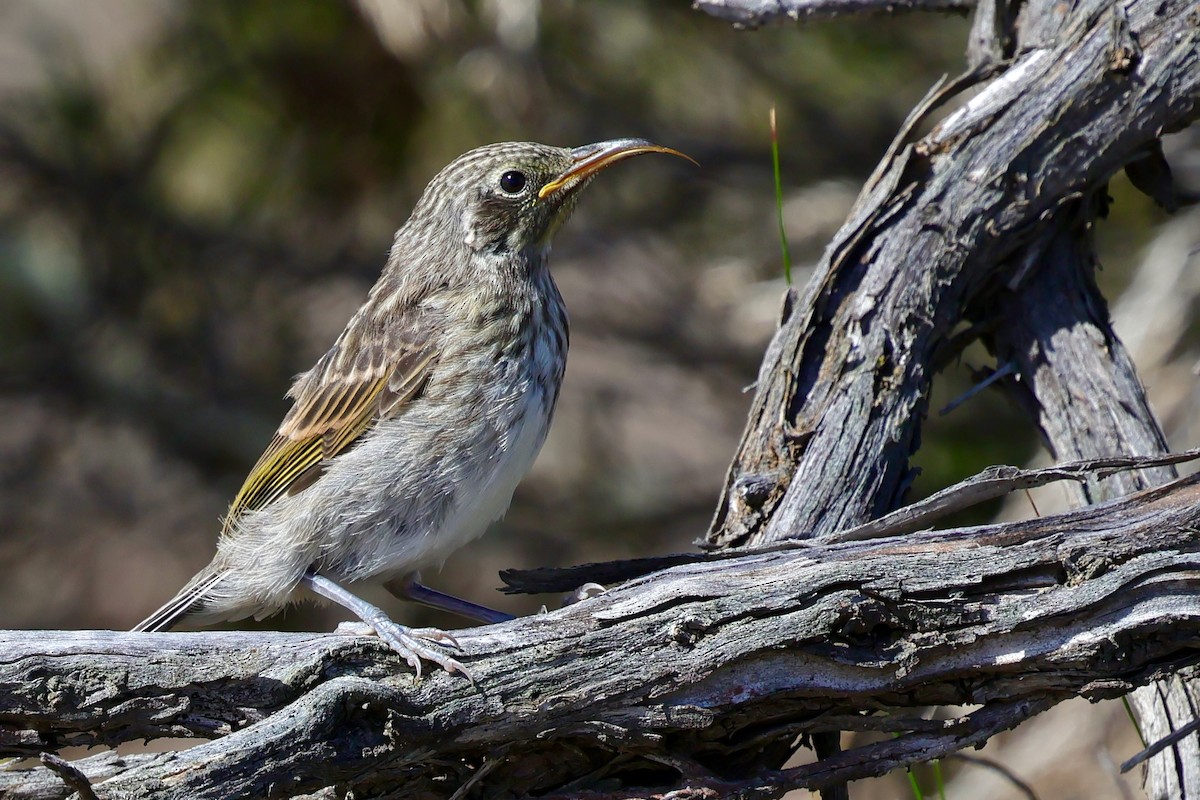 Tawny-crowned Honeyeater - ML643280042