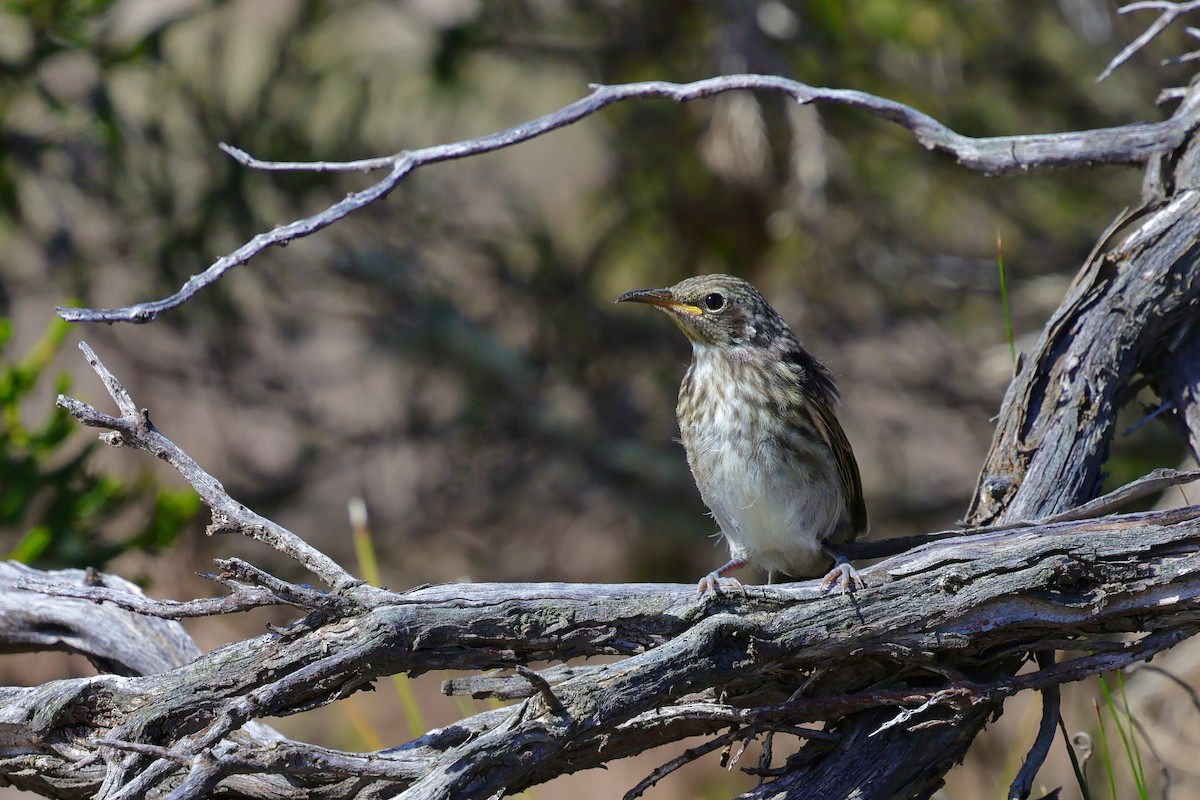 Tawny-crowned Honeyeater - ML643280043