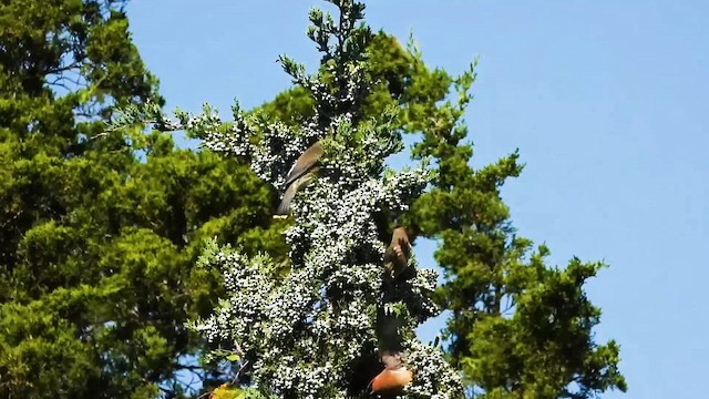 Cedar Waxwing - ML643280058