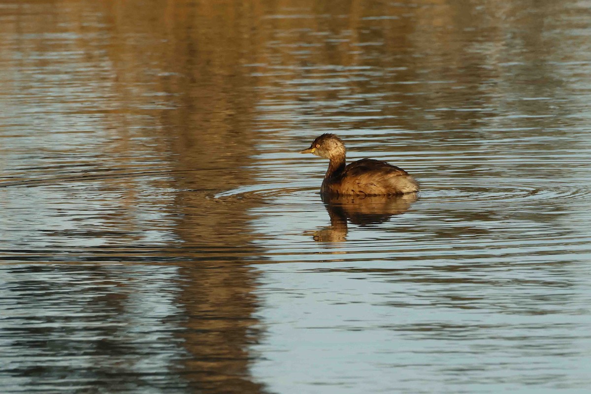 Australasian Grebe - ML643280065