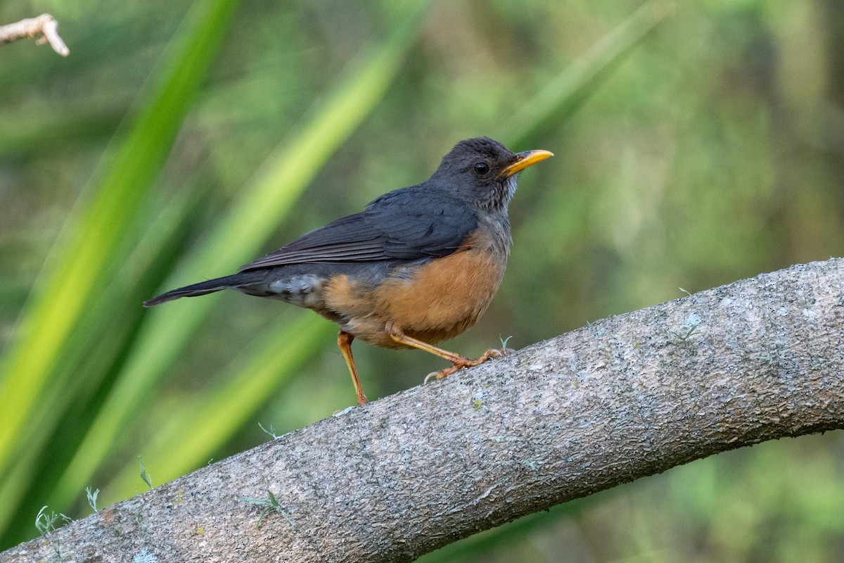 Olive Thrush - ML643280077