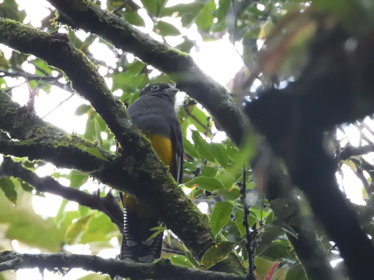 Green-backed Trogon - ML643280079