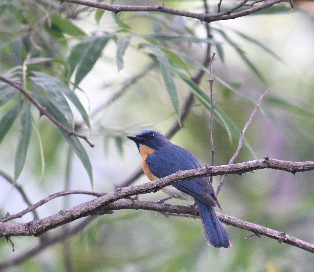 Tickell's Blue Flycatcher - ML643280087