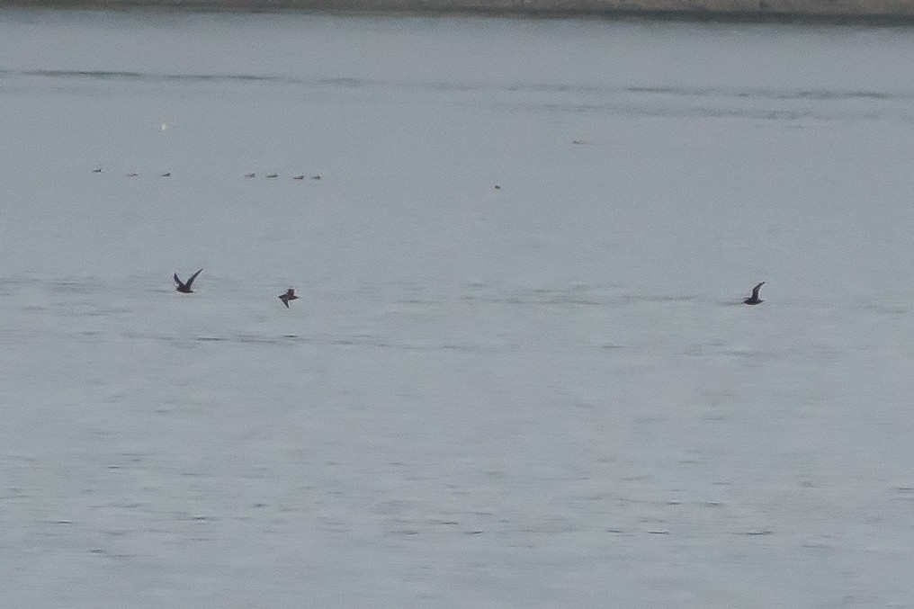Short-tailed Shearwater - ML643280096