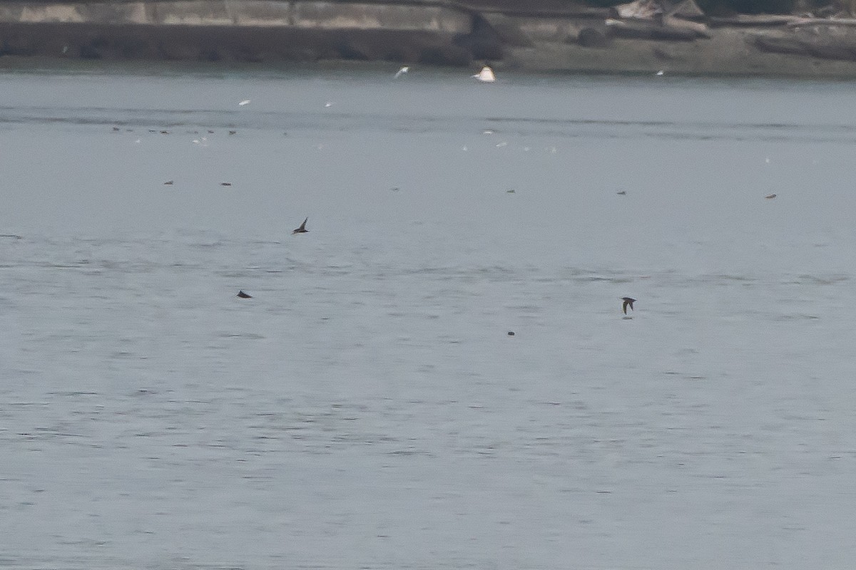 Short-tailed Shearwater - ML643280097