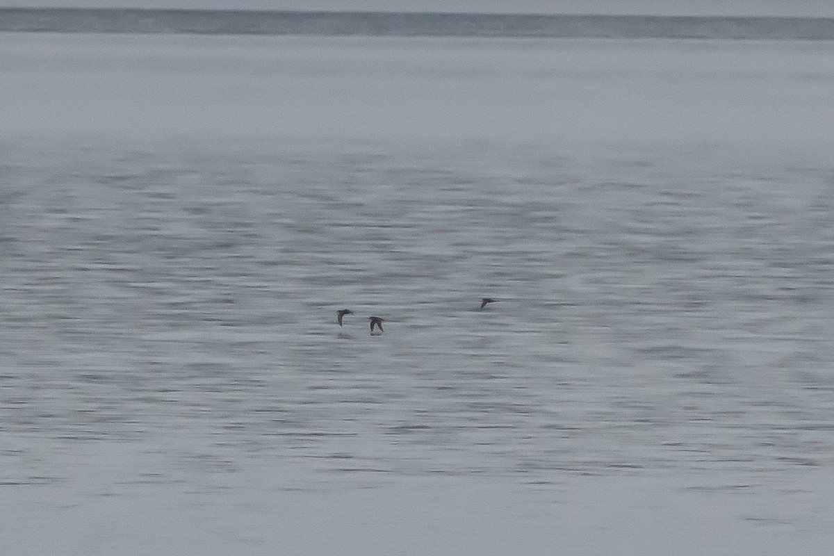 Short-tailed Shearwater - ML643280102