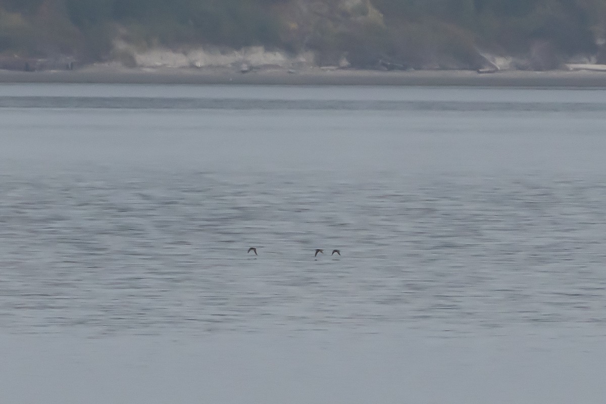 Short-tailed Shearwater - ML643280104