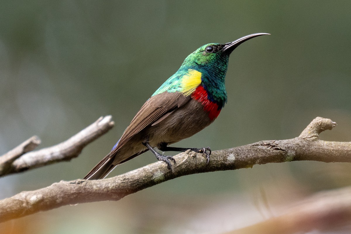 Southern Double-collared Sunbird - ML643280114