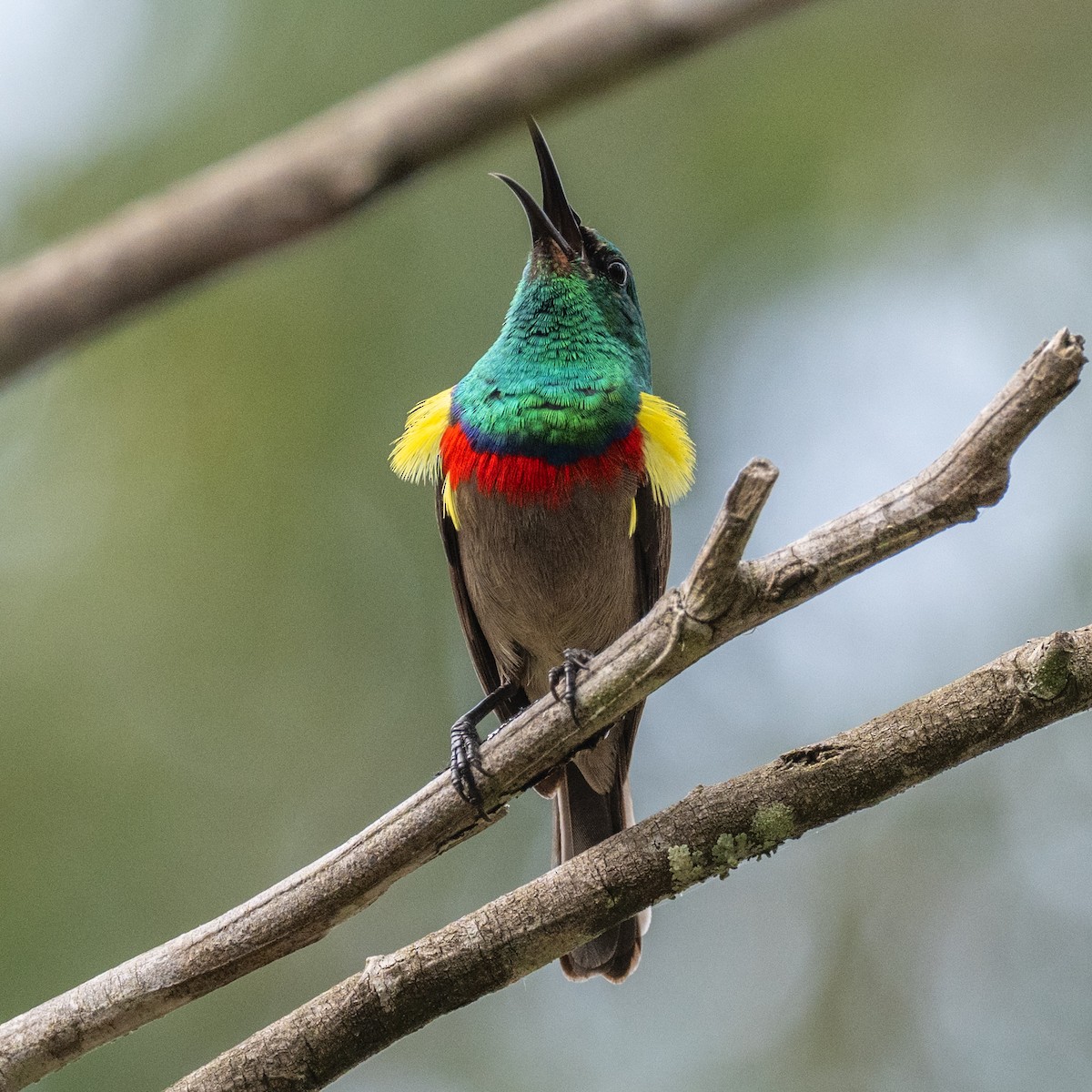 Southern Double-collared Sunbird - ML643280115