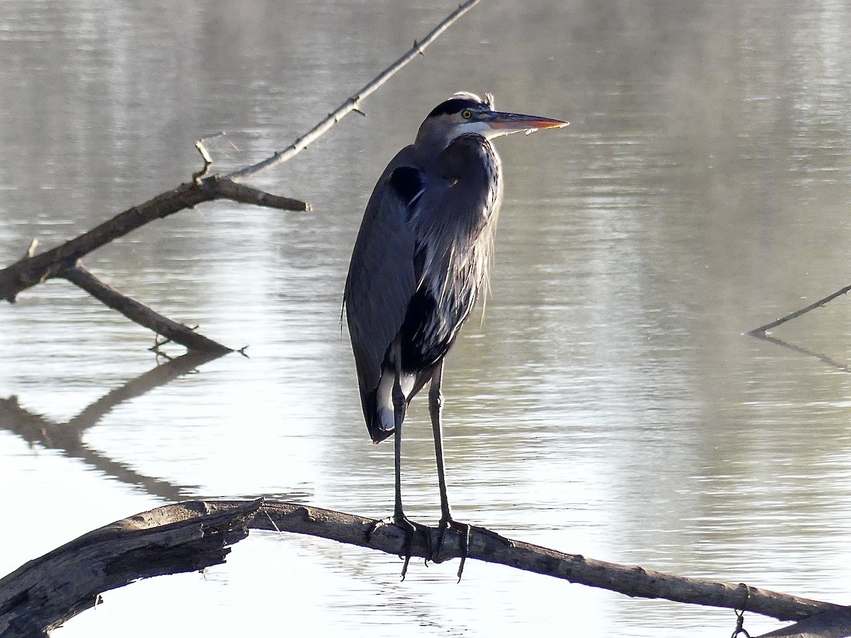 Great Blue Heron - ML643280121