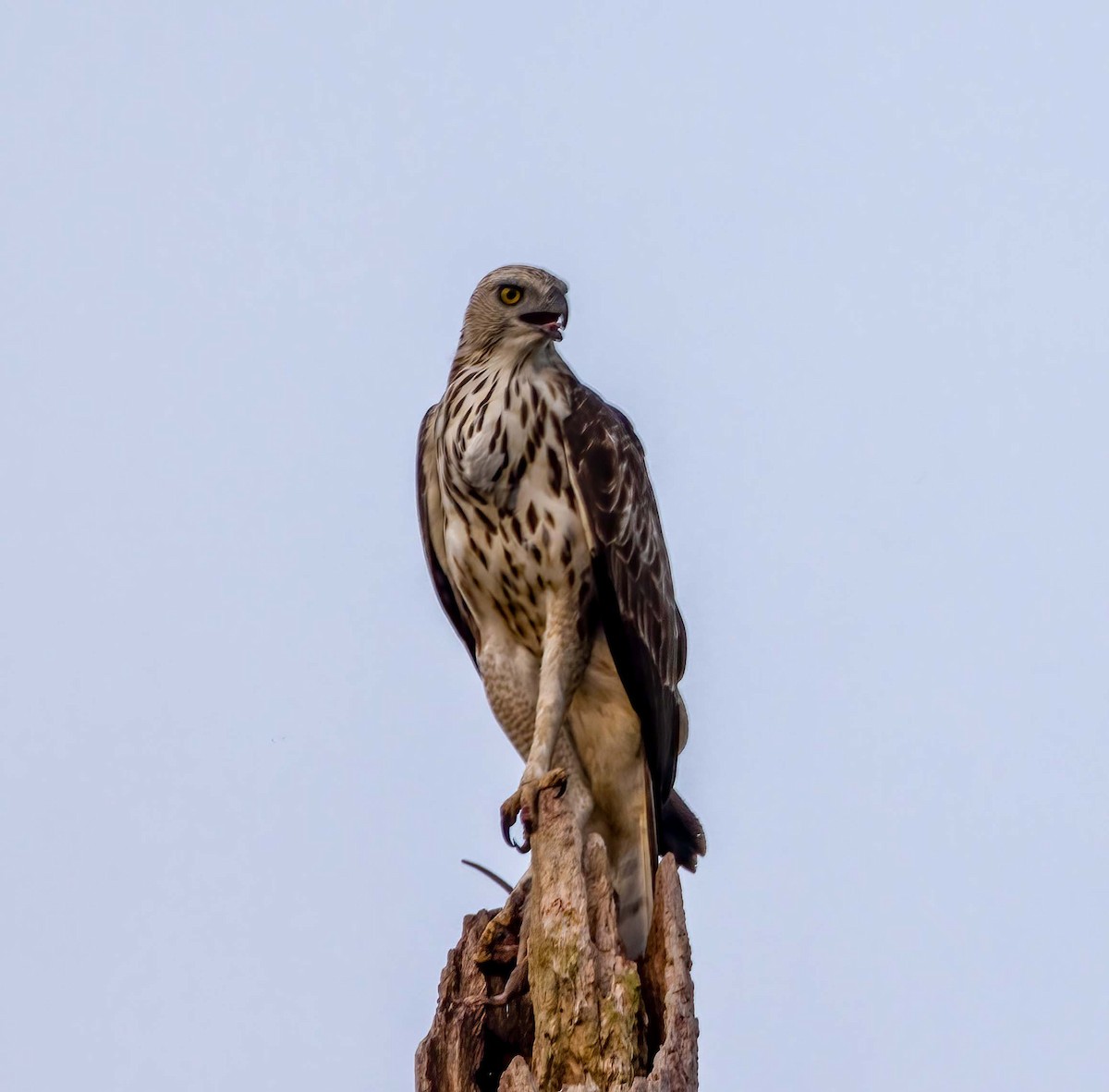 Changeable Hawk-Eagle (Changeable) - ML643280122