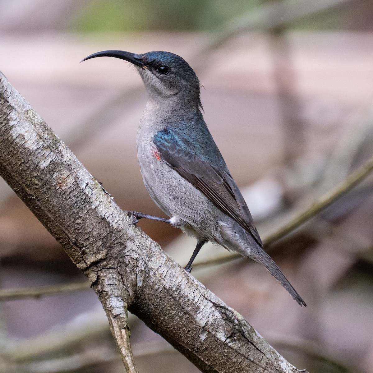 Mouse-colored Sunbird - ML643280124