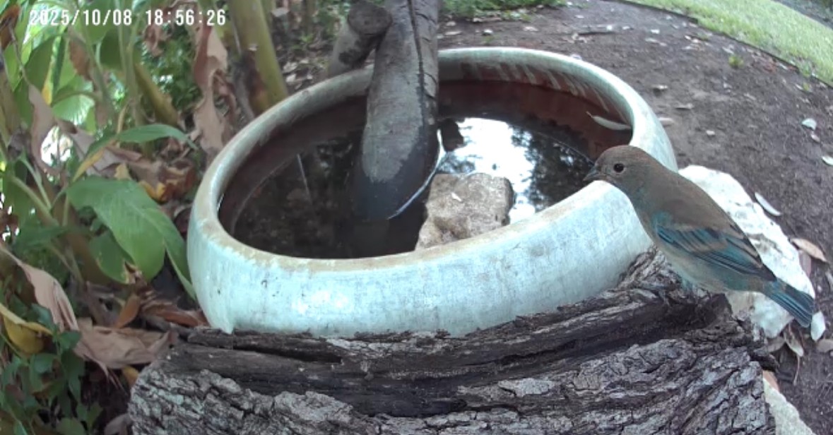 Indigo Bunting - ML643280169