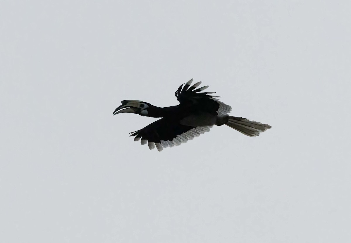 Oriental Pied-Hornbill - ML643280178