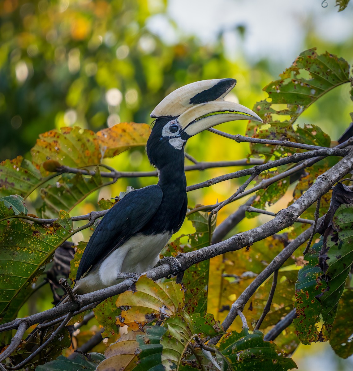 Oriental Pied-Hornbill - ML643280193