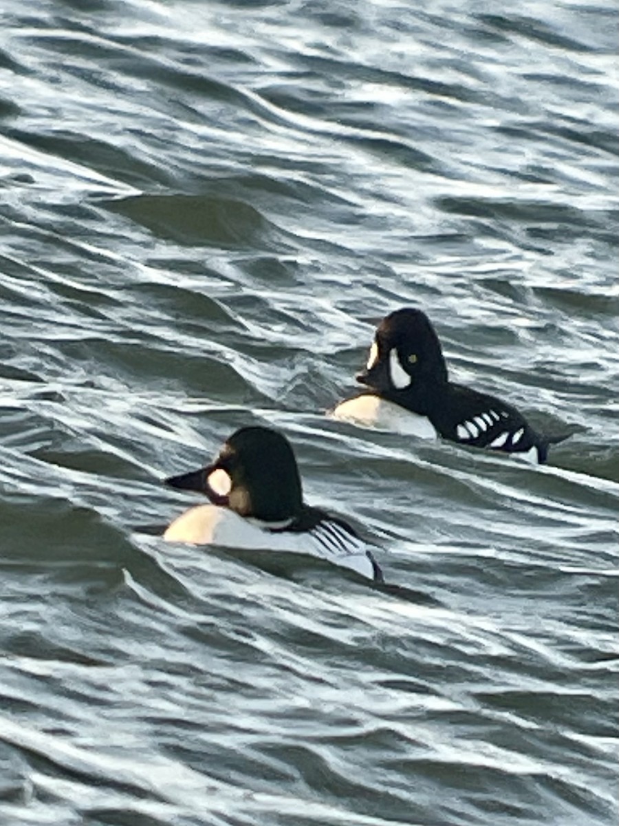 Common Goldeneye - ML643280198