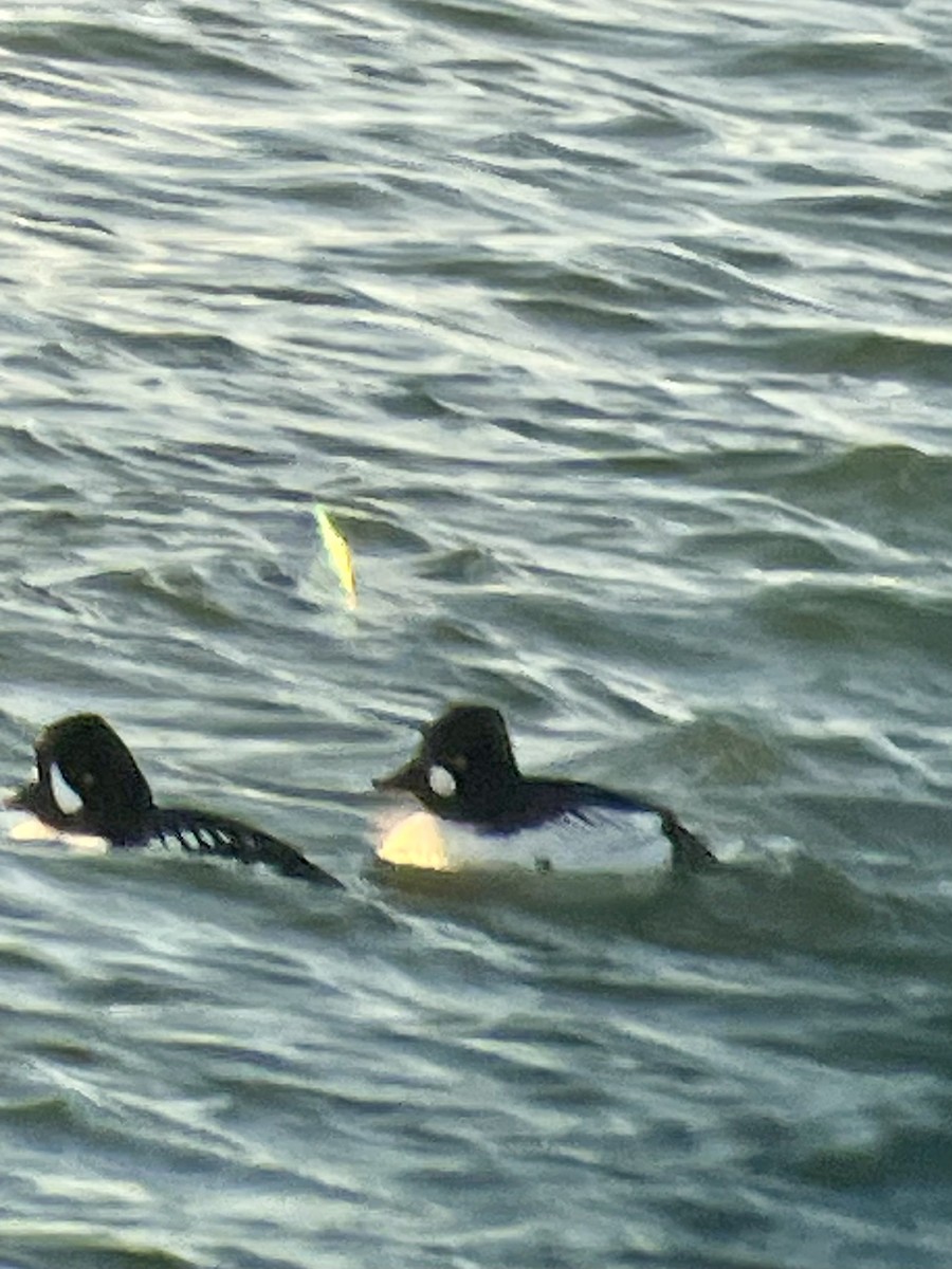 Common Goldeneye - ML643280199