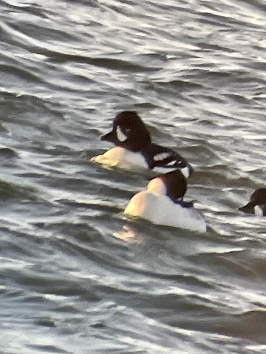 Common Goldeneye - ML643280200