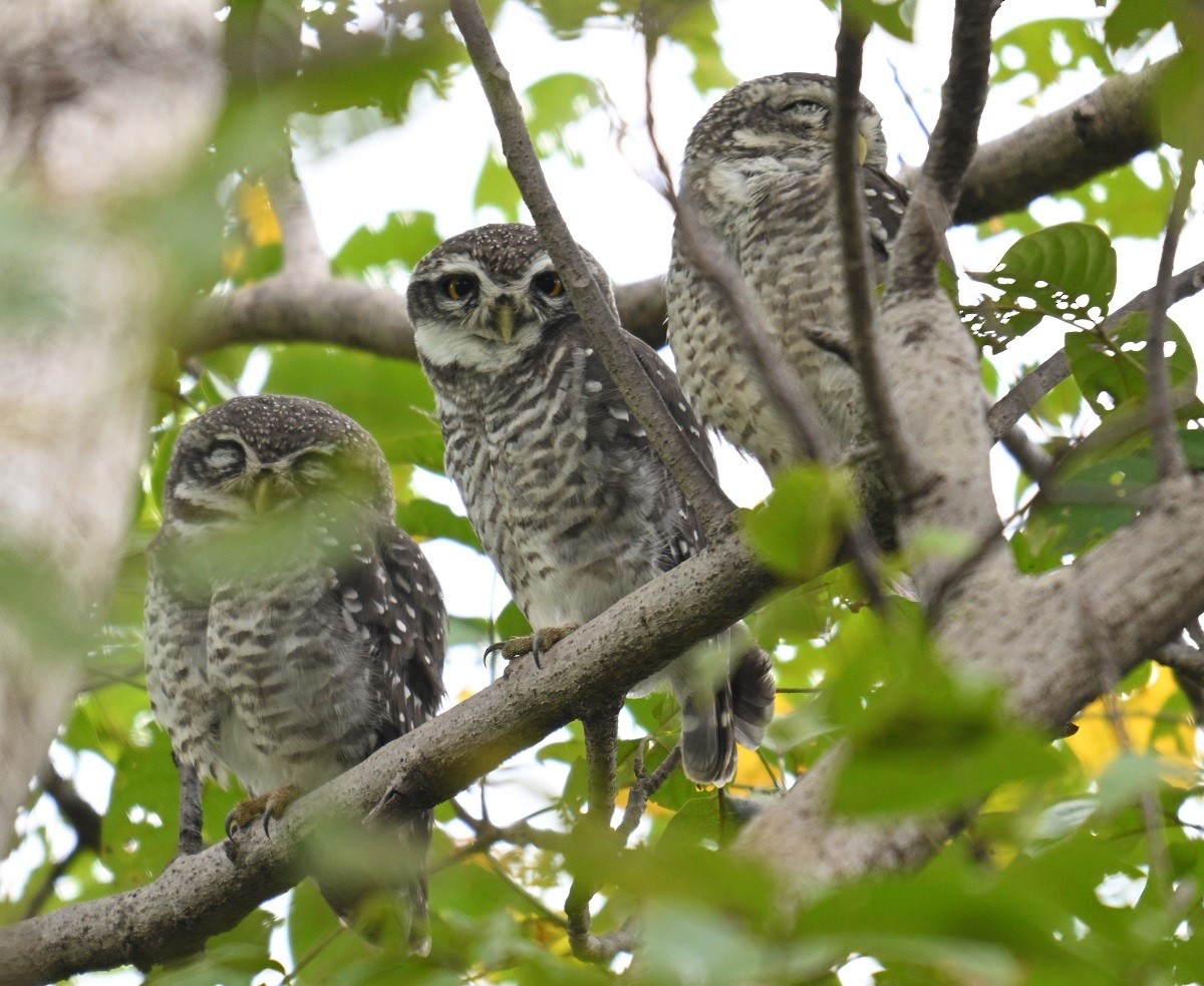 Spotted Owlet - ML643280203