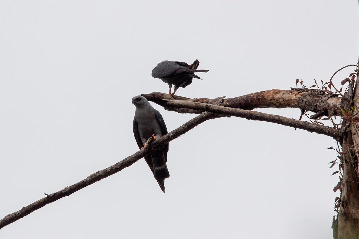 Plumbeous Kite - ML643280239