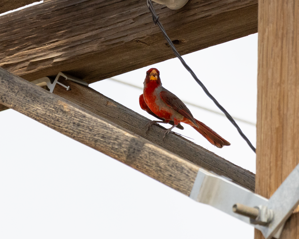 Pyrrhuloxia - ML643280255