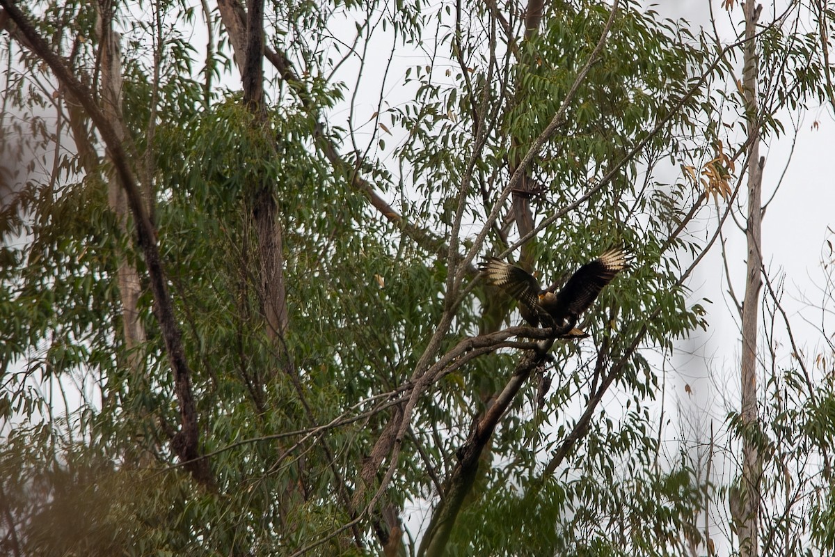 Crested Caracara - ML643280269