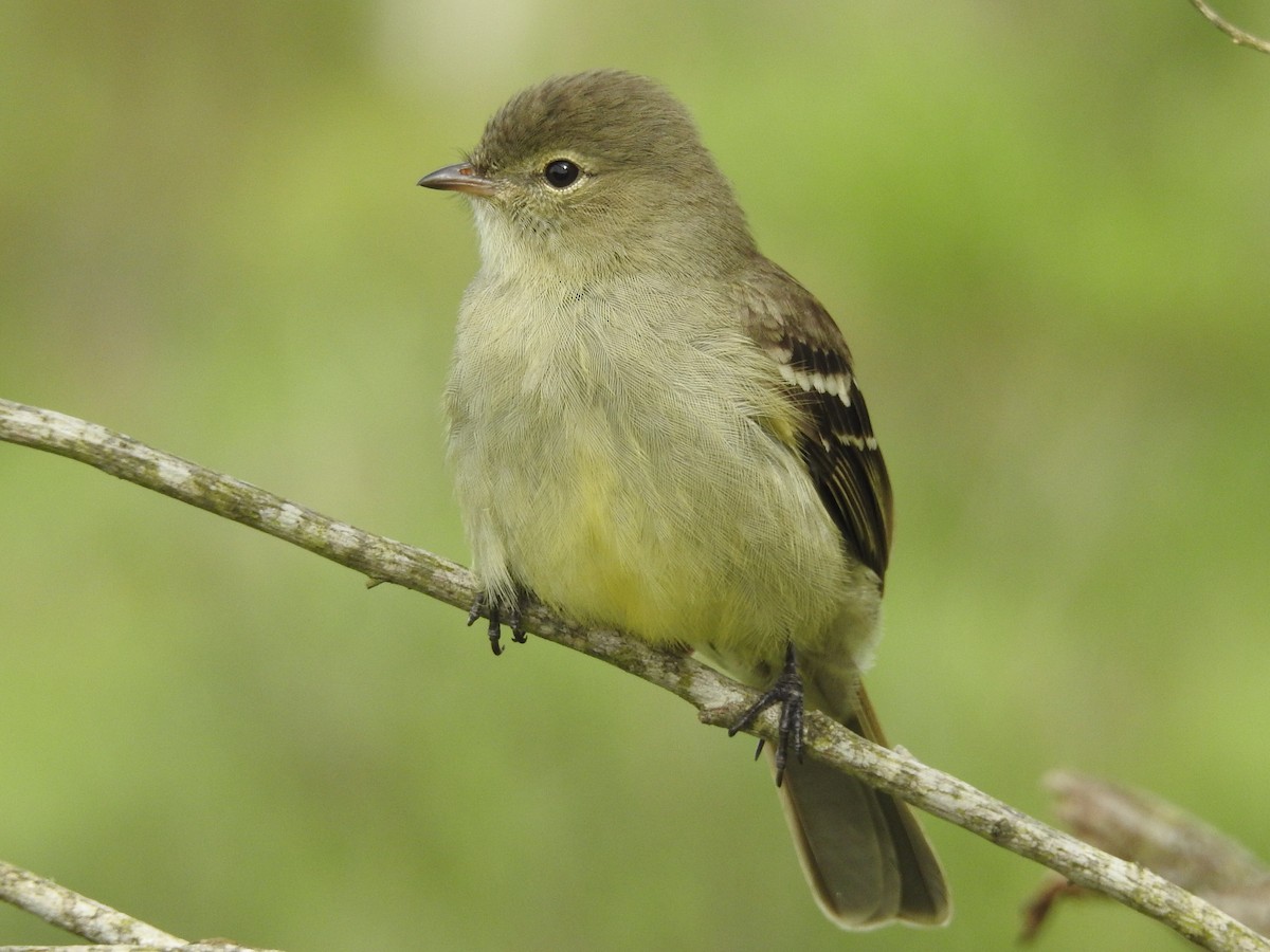 Small-headed Elaenia - ML643280271