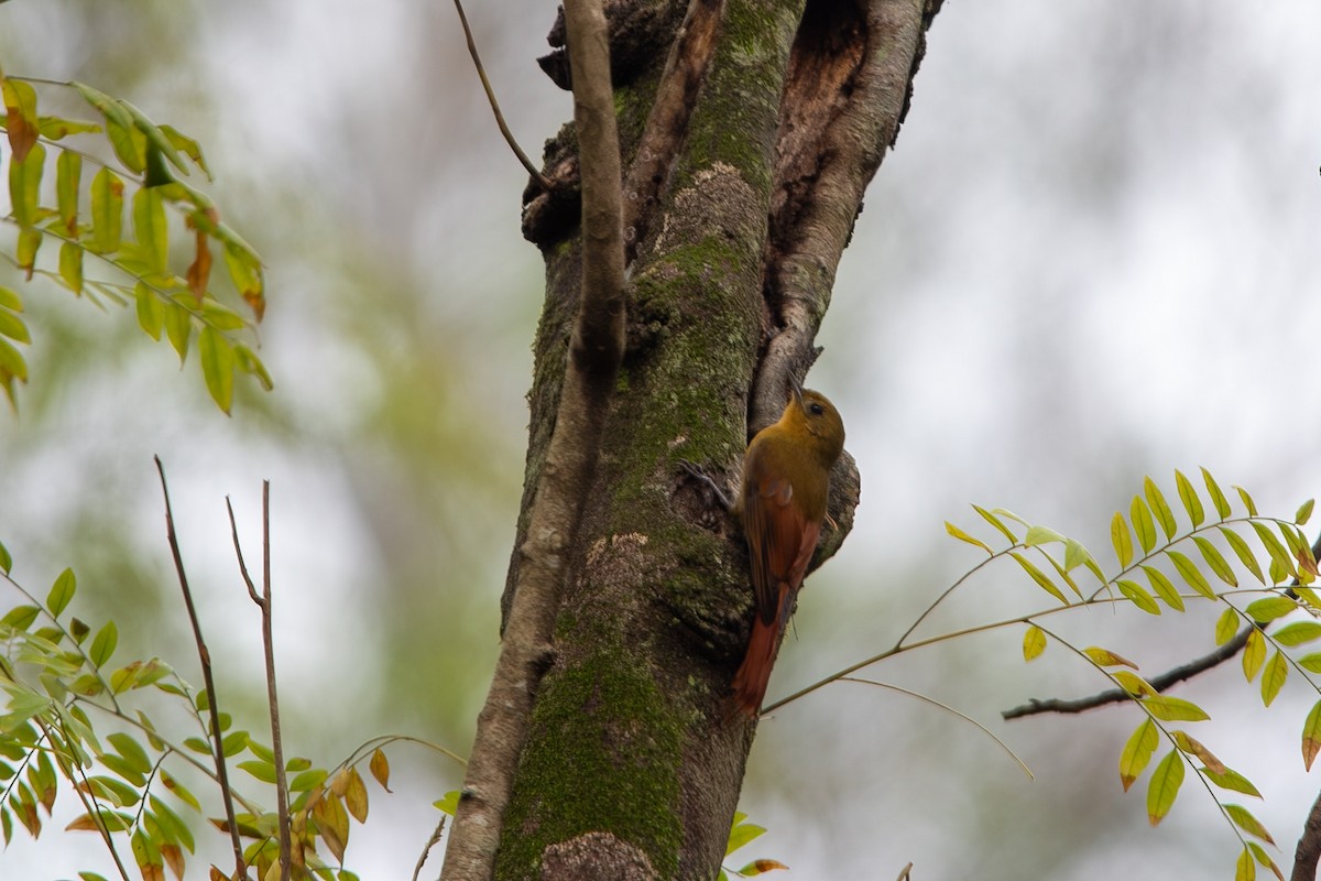 Olivaceous Woodcreeper - ML643280277