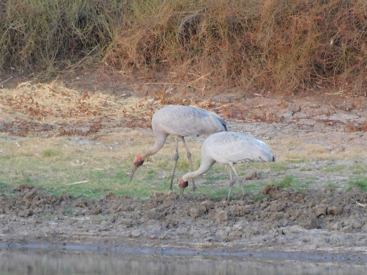 Brolga - ML643280279