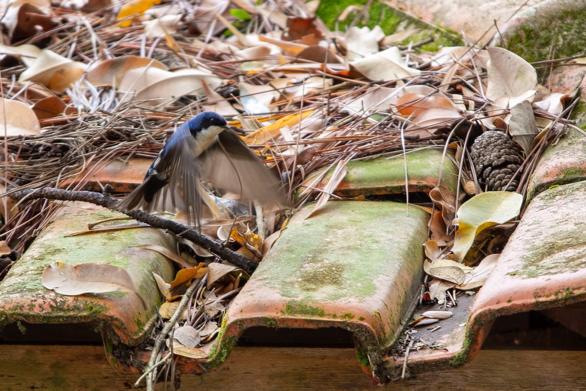 Blue-and-white Swallow - ML643280280