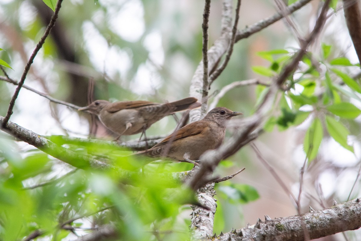 Pale-breasted Thrush - ML643280286