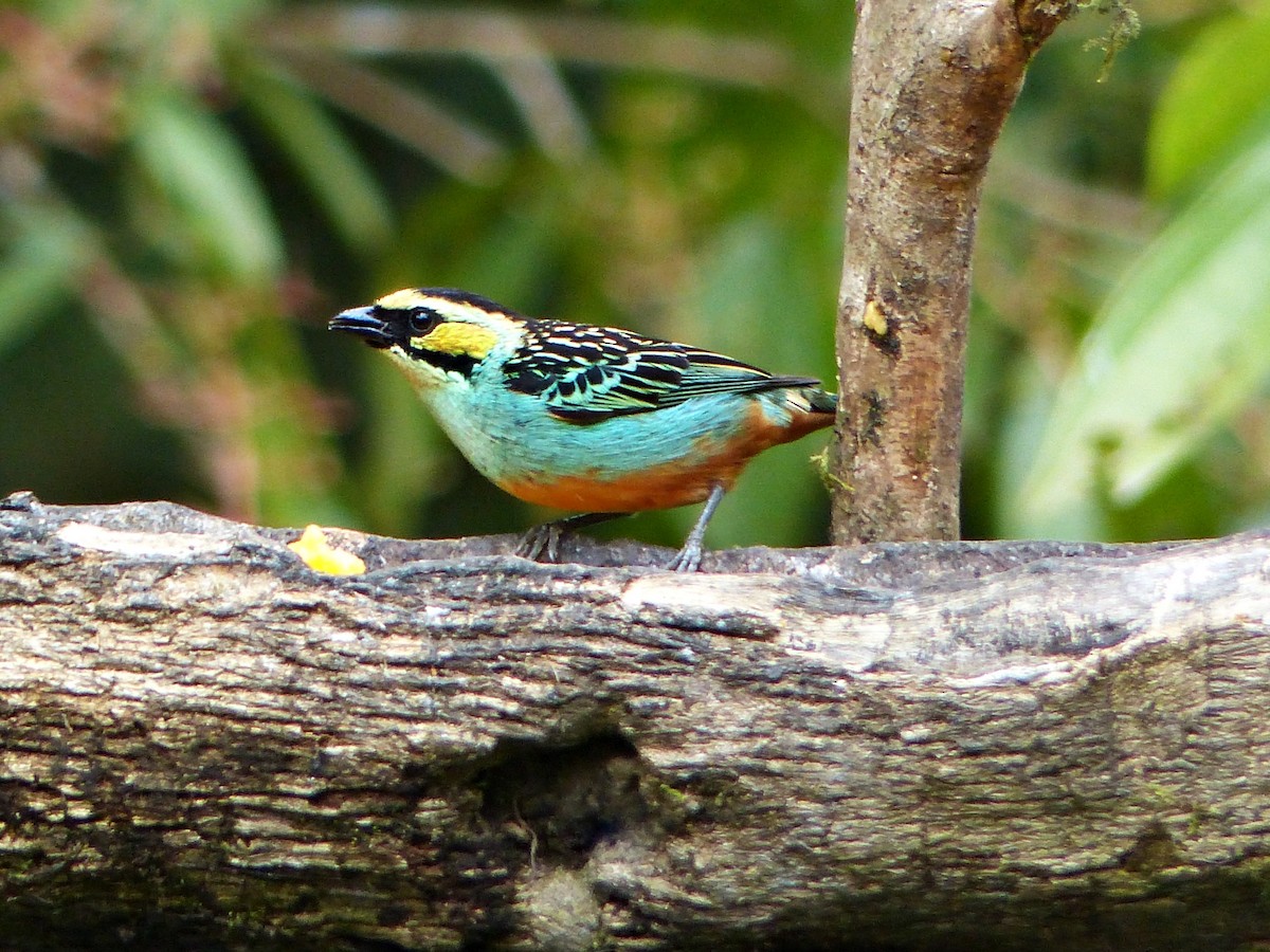 Golden-eared Tanager - ML643280289