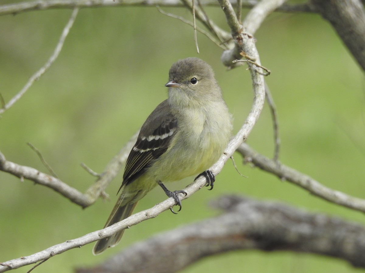 Small-headed Elaenia - ML643280290