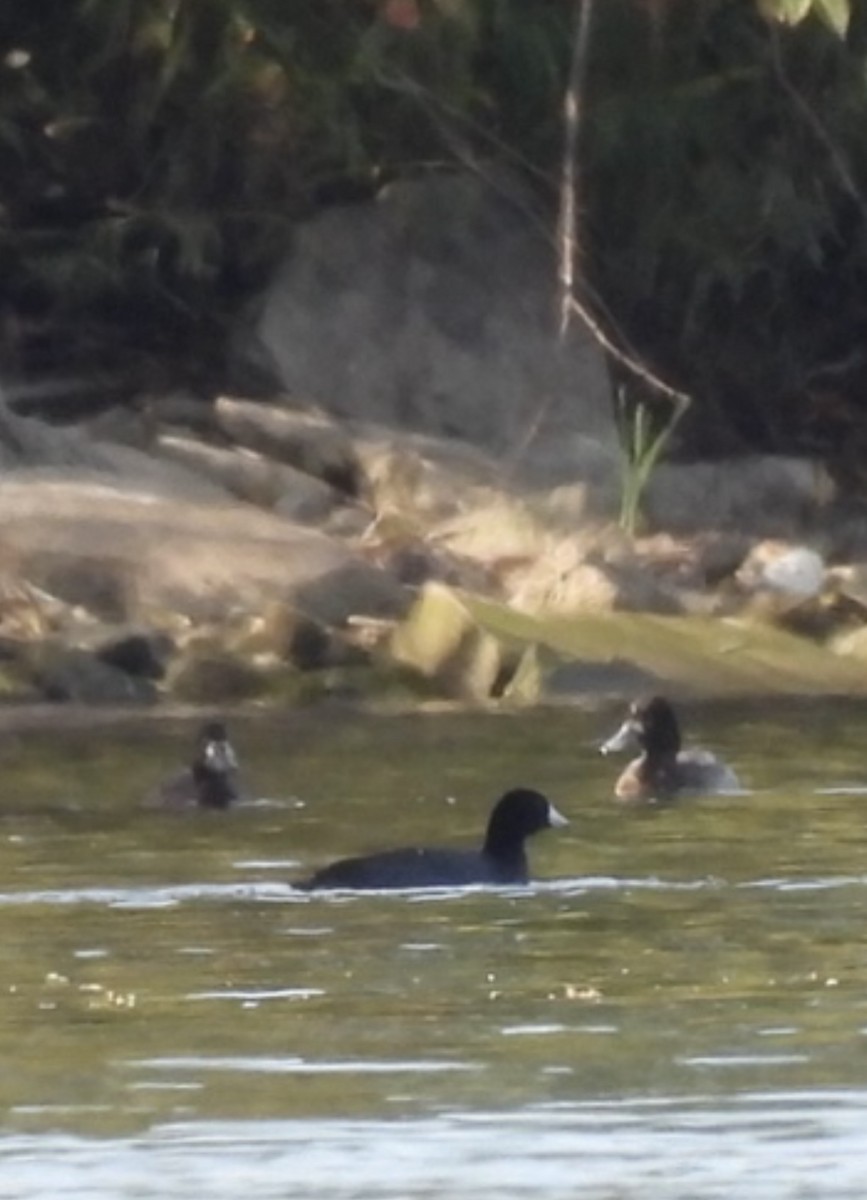 American Coot - ML643280303