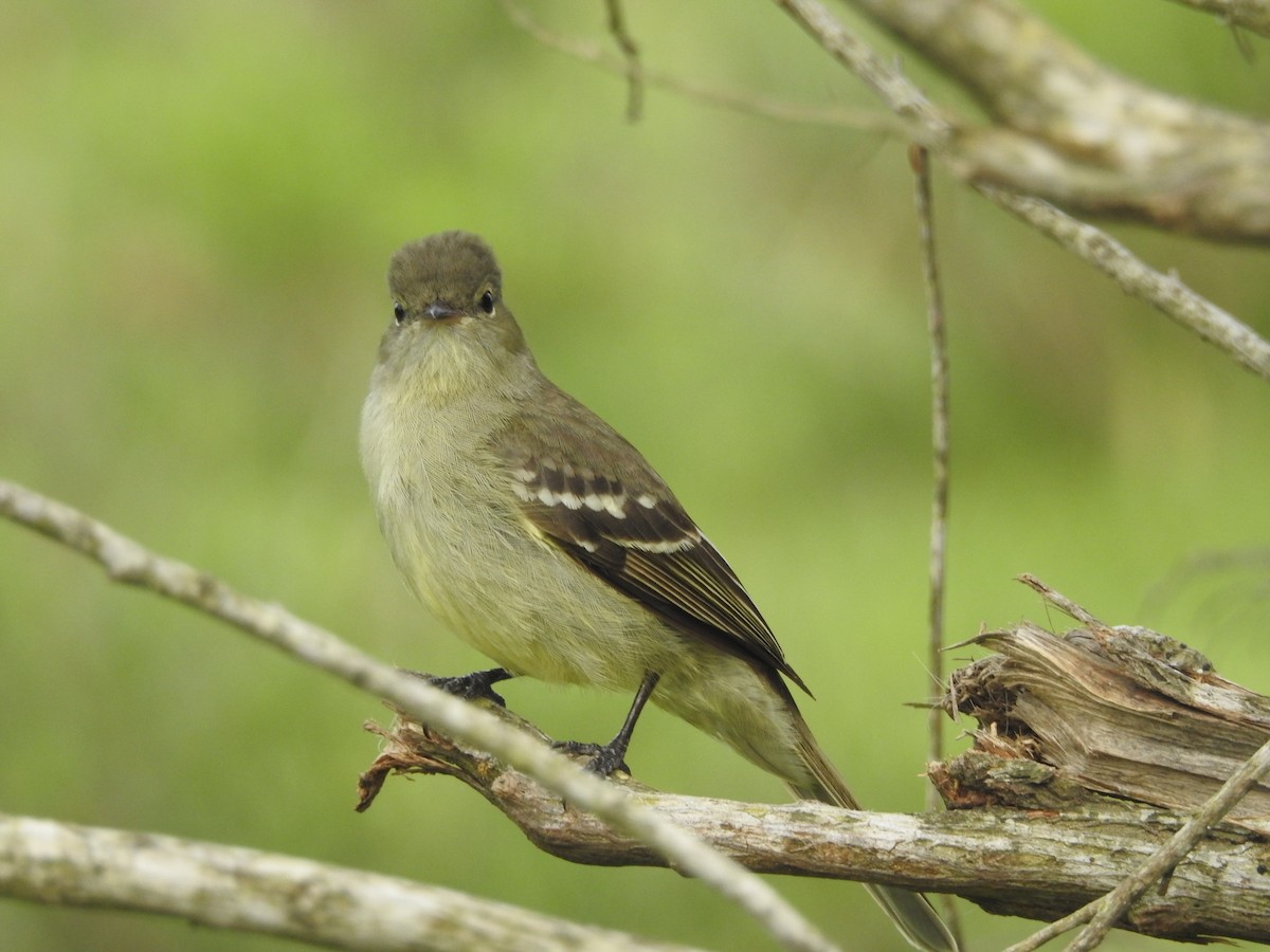 Small-headed Elaenia - ML643280313