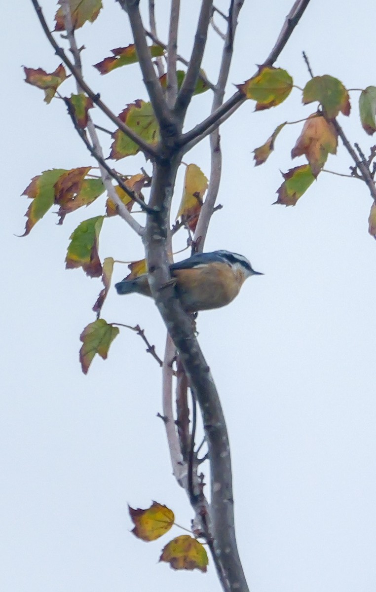 Red-breasted Nuthatch - ML643280318