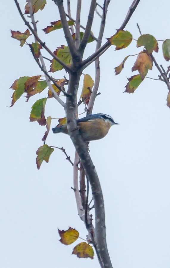 Red-breasted Nuthatch - Roger Horn