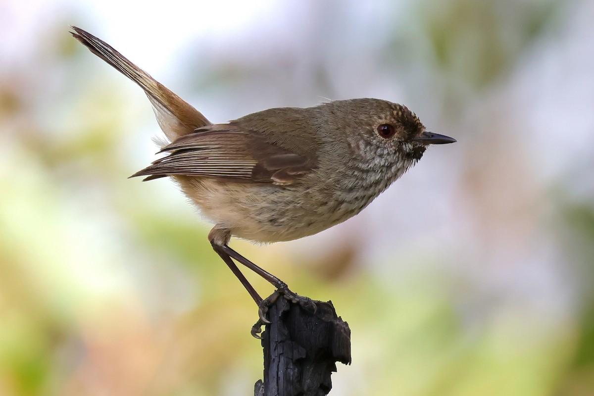 Inland Thornbill - ML643280323