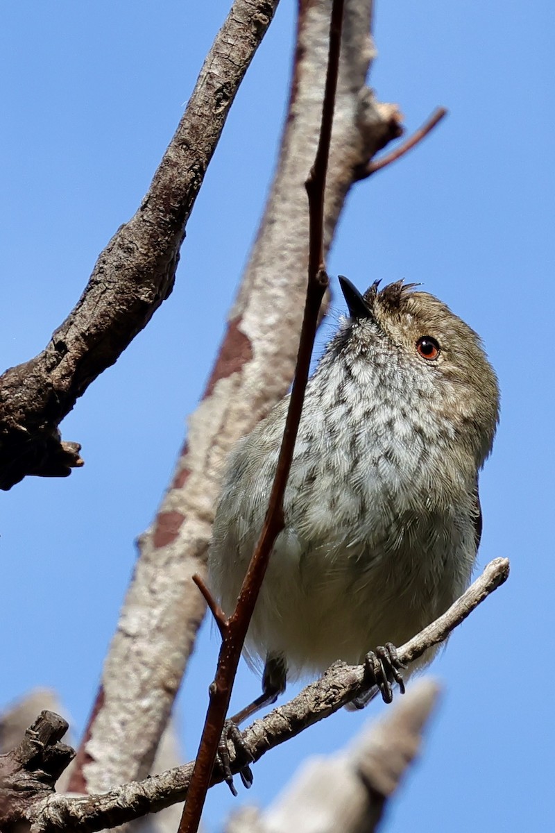 Inland Thornbill - ML643280324