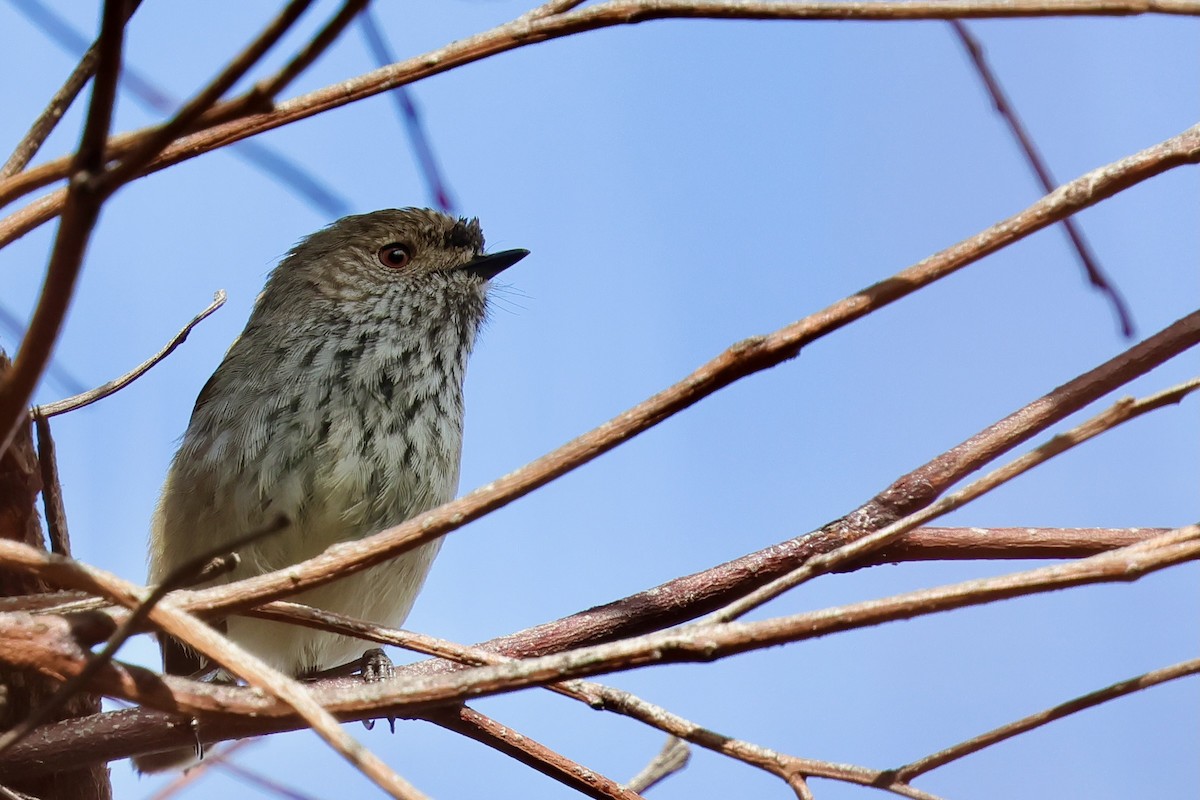 Inland Thornbill - ML643280326