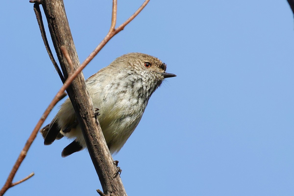 Inland Thornbill - ML643280329