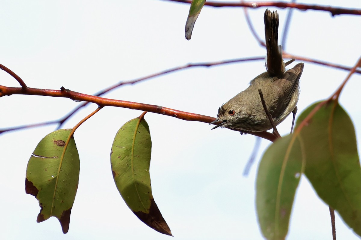 Inland Thornbill - ML643280332