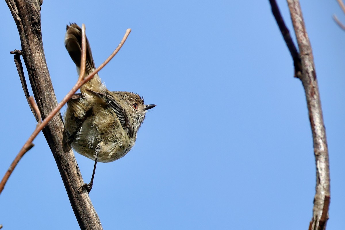 Inland Thornbill - ML643280333