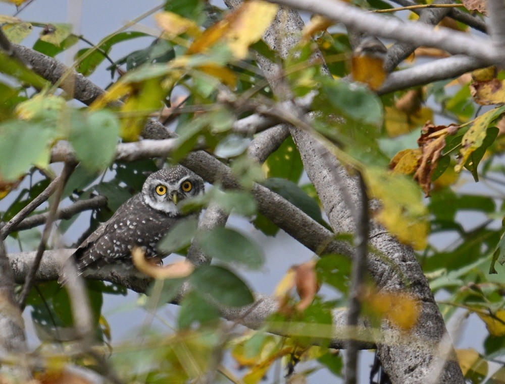Spotted Owlet - ML643280335