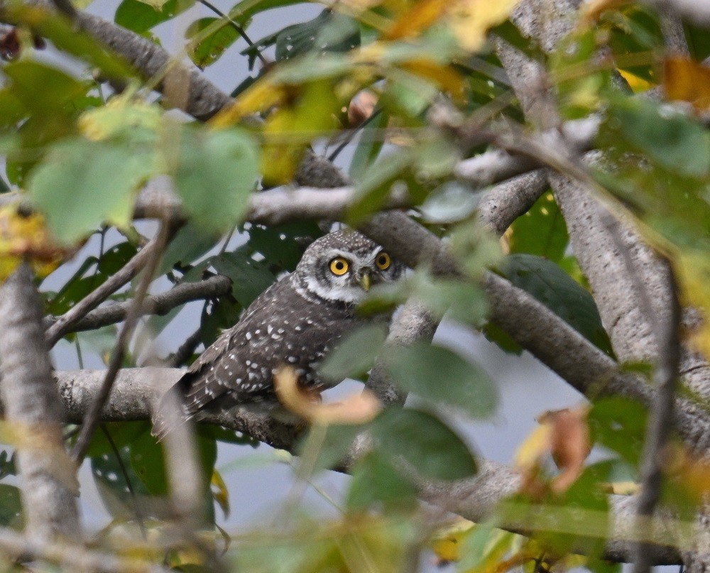 Spotted Owlet - ML643280336