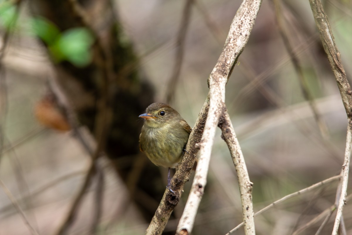 Euler's Flycatcher - ML643280342