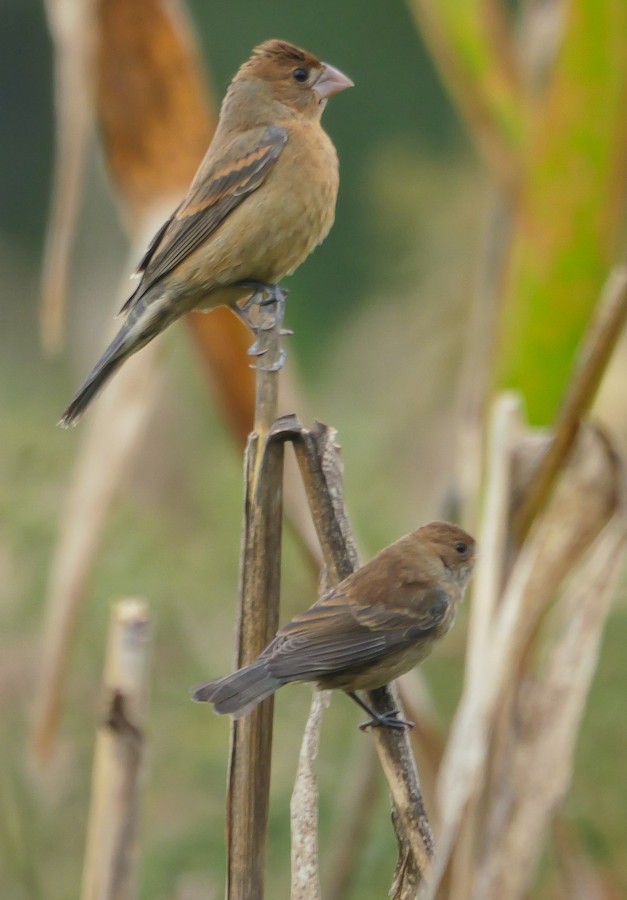 Blue Grosbeak - Roger Horn