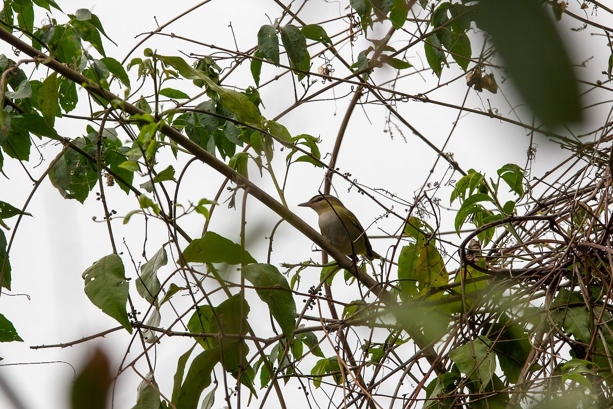 Chivi Vireo - ML643280353