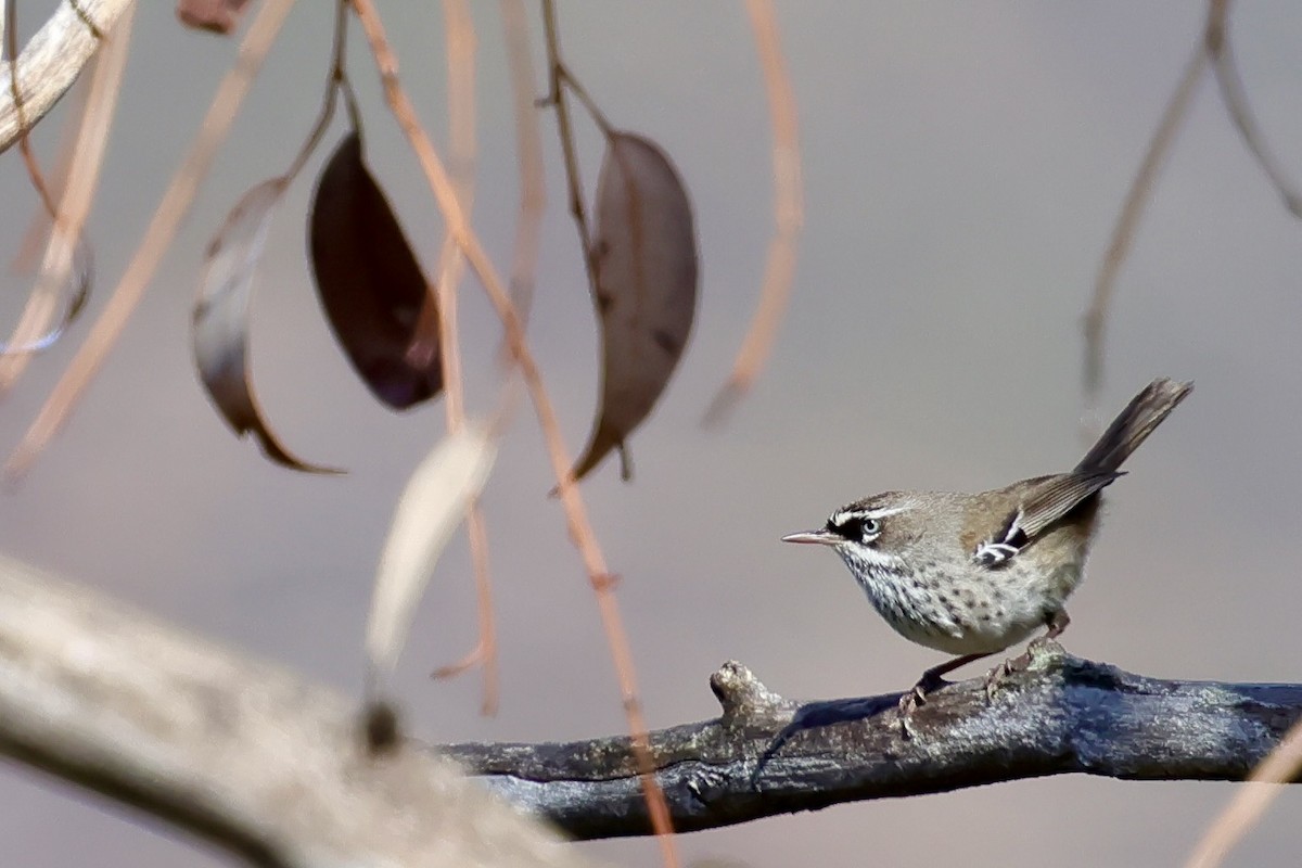 Spotted Scrubwren - ML643280357